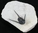 Well Preserved Cyphaspis Eberhardiei Trilobite - #22132-1
